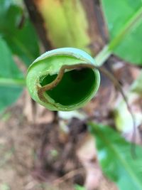 Close-up of fresh green plant