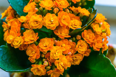 Close-up of yellow flowers