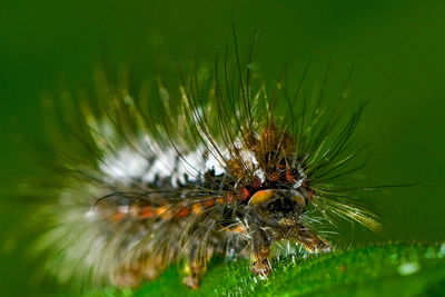 Close-up of bee pollinating