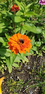 Close-up of orange flower