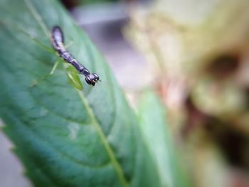 Close-up of insect on plant