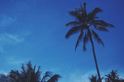 Low angle view of palm tree against blue sky