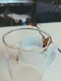 Close-up of insect on glass