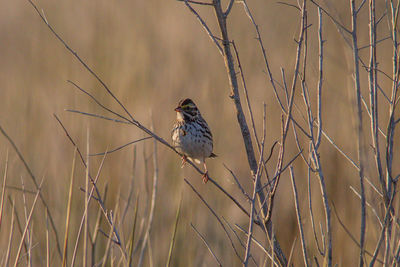 Close-up of bird perching on plant