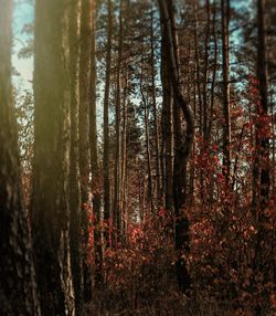 Close-up of trees in forest