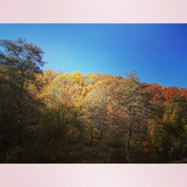 tree, transfer print, clear sky, tranquility, tranquil scene, scenics, auto post production filter, beauty in nature, blue, nature, autumn, copy space, growth, landscape, non-urban scene, sky, forest, idyllic, outdoors, no people