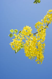 Low angle view of yellow flowering plant against clear blue sky