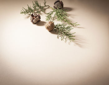 Close-up of plant against white background