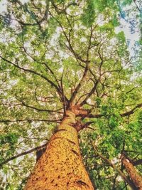 Low angle view of trees against sky