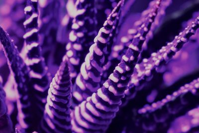 Full frame shot of purple flowers