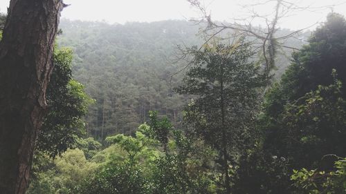 Trees in forest