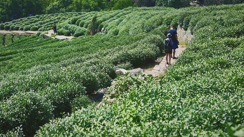 Rear view of people walking on farm