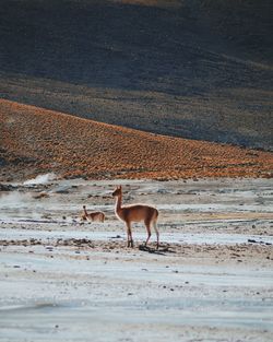 Deer standing on landscape