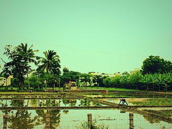 View of trees in park