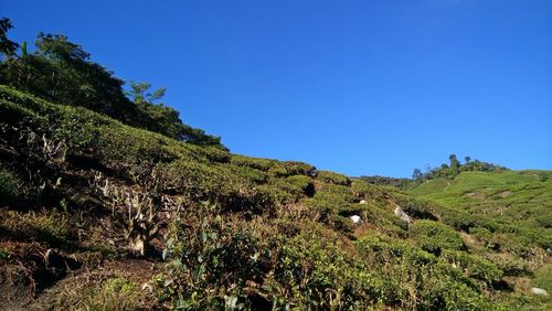 Scenic view of trees against clear blue sky