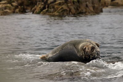 Grey seal basking on rock in sea