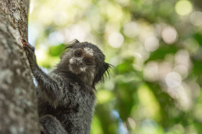 Close-up of tamarin on tree