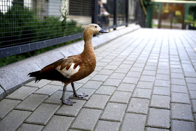 Close-up of a bird on street