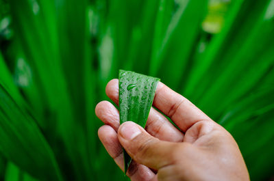 Cropped hand holding plant