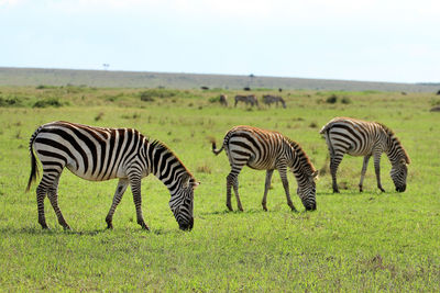 Zebra zebras on landscape against sky