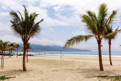 Palm trees on beach against sky