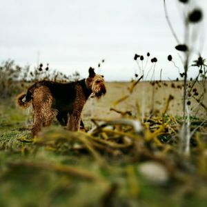 Horse on grass against sky