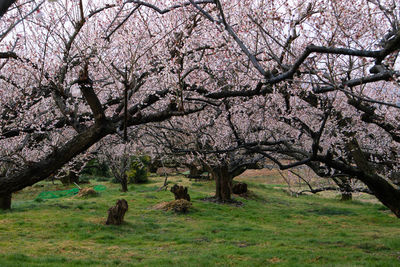 View of cherry blossom tree in field