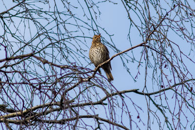 Low angle view of eagle perching on tree