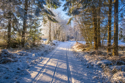 Wintry forest road in a forest