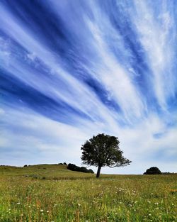 Trees on field against sky