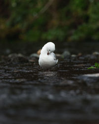 Close-up of bird on land