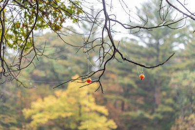 Close-up of twig on branch