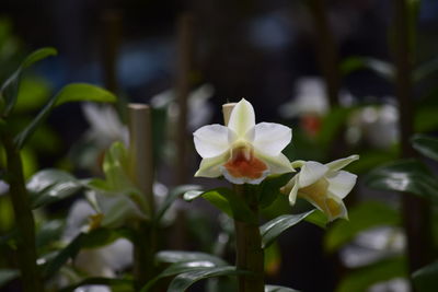 Close-up of white flowering plant