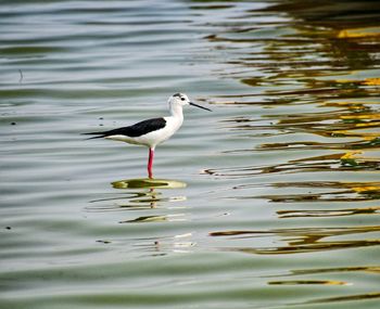 Side view of bird in lake