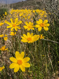 Yellow flowers blooming in spring