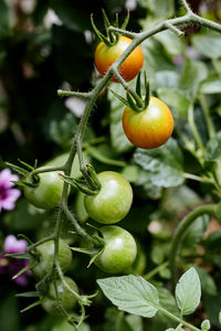 Close-up of fruit growing on tree
