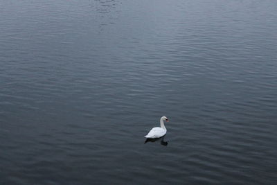 Swan swimming in lake