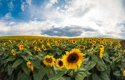 Scenic view of sunflower field against cloudy sky