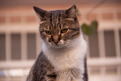 Close-up of cat