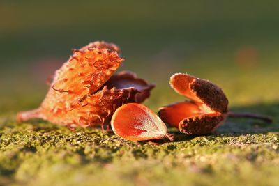 Close-up of fruits on field