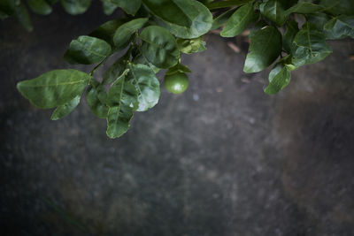 Full frame shot of plant