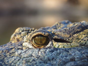 Close-up of snake