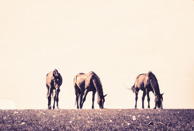 Friends standing on field against sky