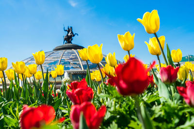 Close-up of yellow tulips on field against sky