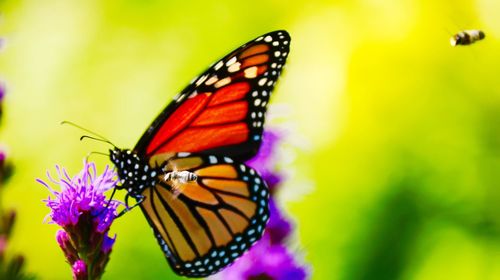 Close-up of butterfly pollinating on flower