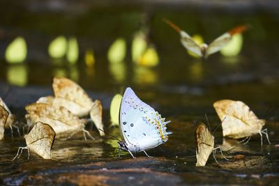 Close-up of dry leaves floating on lake