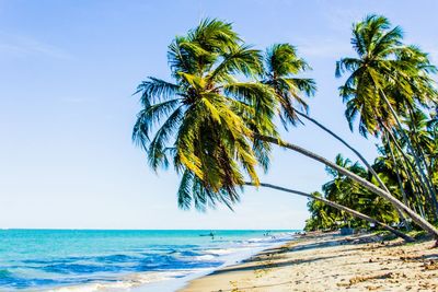 Coconut palm trees on beach against sky