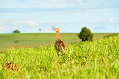 Bird on a field