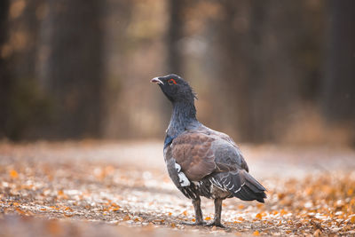 Close-up of bird perching in a forrest