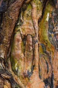 Full frame shot of tree trunk